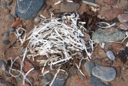 Although this beach is natural for the most part, this white material, that was concentrated in the wrack line, appears to be something other than natural seaweed.  Unfortunately, even on remote beaches it is now common to find debris of human origins.