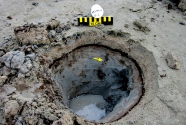 Example of oiled burrows