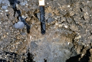 Liquid oil that drained out of a burrow below the hardened surface layer on transect GWS-VII 