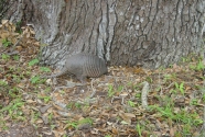 Armadillo feeding within the maritime forest on Cumberland Island