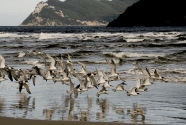South West Marine Debris Cleanup