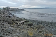 Seawall in front of Tokeland