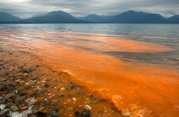 HAB Red Tide HAB Red Tide