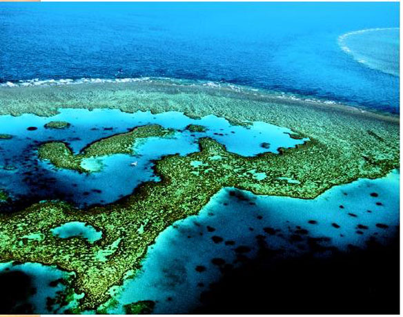 Coral Reef