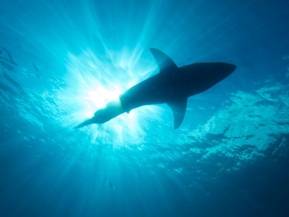 great-white-shark