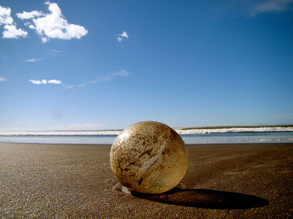 sea turtle egg