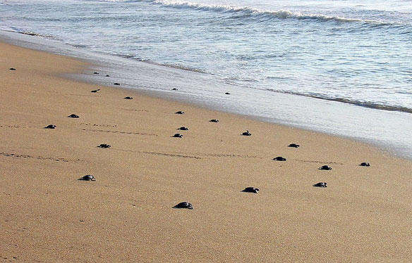 turtles-olive-ridley-india turtles-olive-ridley-india