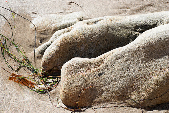 whale bones beach whale bones beach