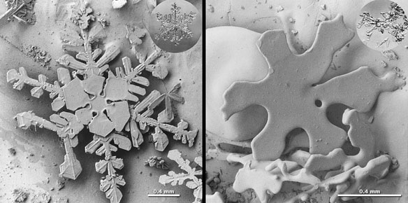 snow-crystal snow-crystal