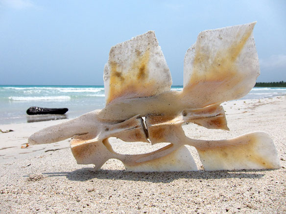 whale bone whale bone