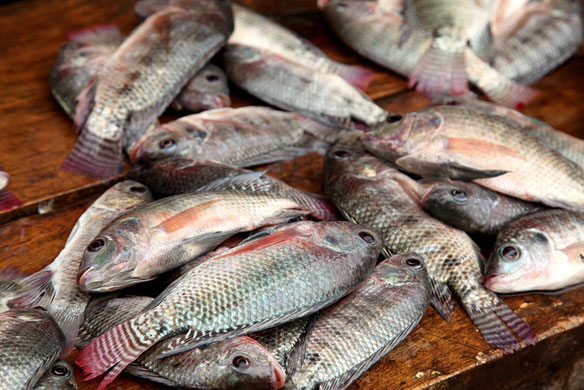 poissons