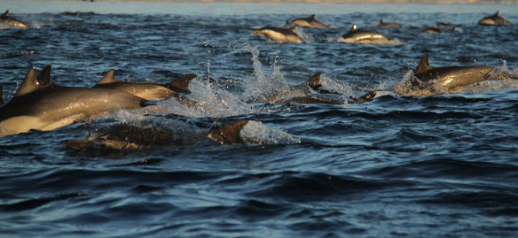 dolphins