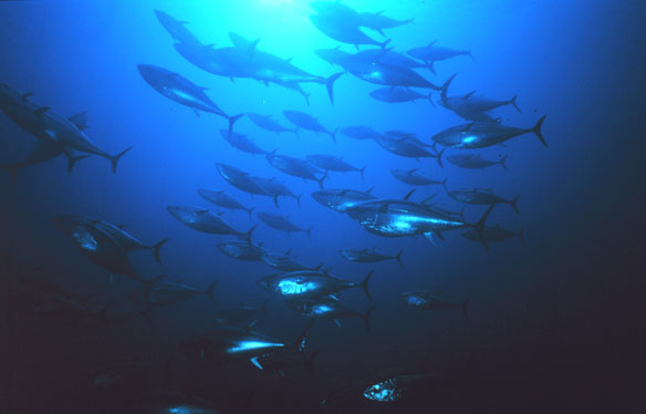 bluefin-tuna-noaa bluefin-tuna-noaa