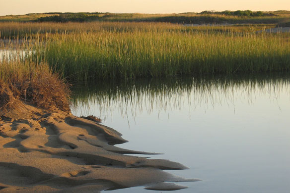salt-marshes salt-marshes
