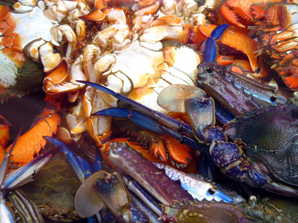 seafood