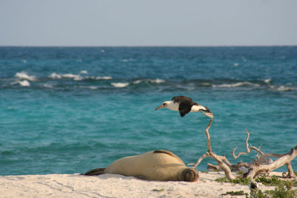 tern-island tern-island