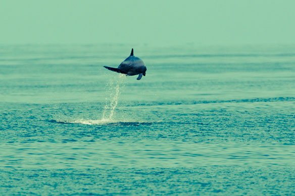 dolphin dolphin