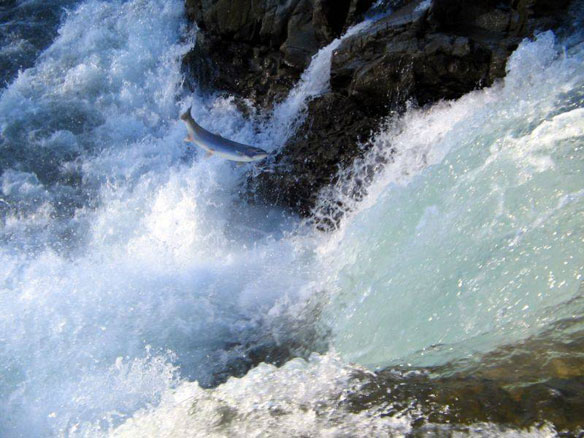 steelhead steelhead