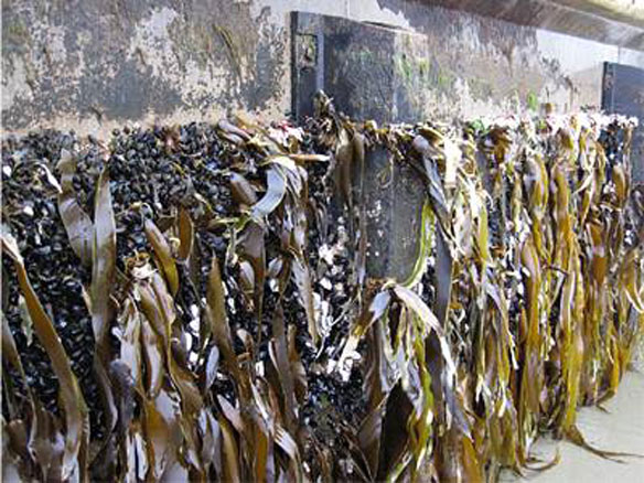 tsunami-debris-dock-oregon tsunami-debris-dock-oregon