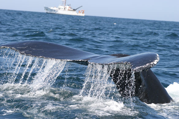 humpback-whale humpback-whale