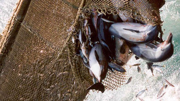 greenpeace-dolphins-trawler