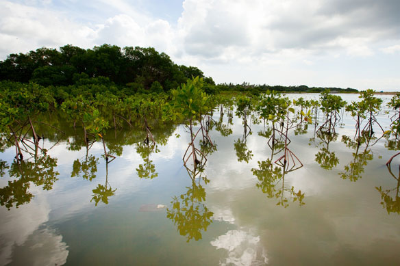 mangrove-bali mangrove-bali