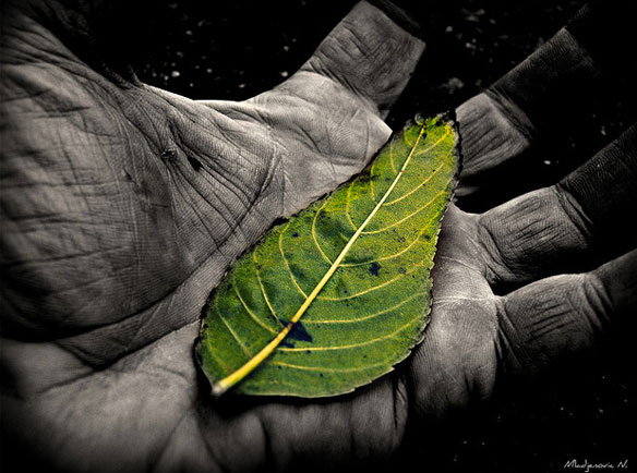 feuille-verte