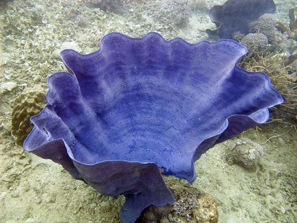 elephant-ear-sponge-madang