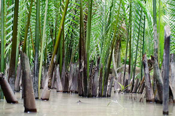 vietnam-mangrove