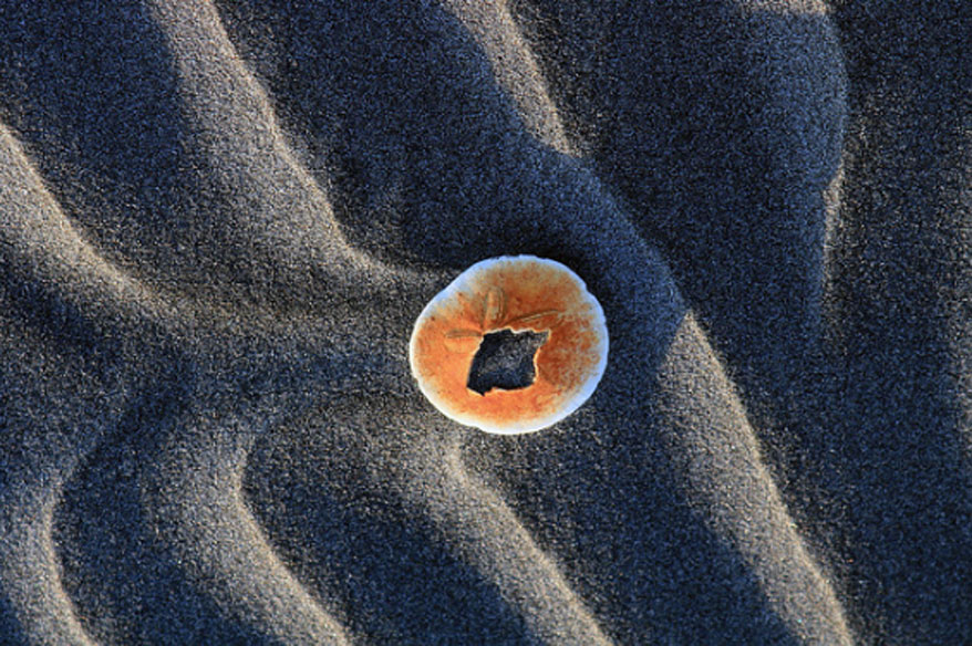 sand-dollar-noaa