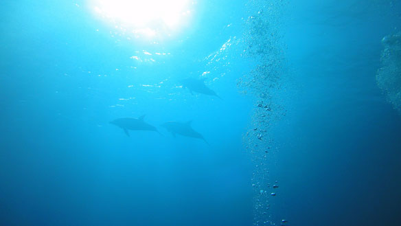 dauphins