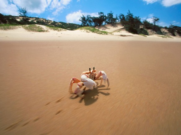 crab-mozambique