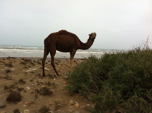 camel-plastic