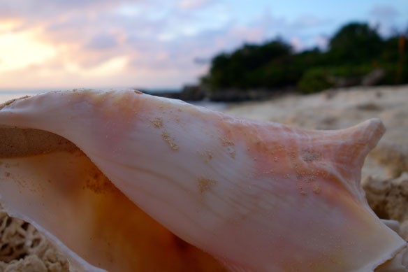 shell-coastal-care