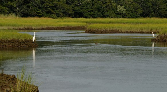 marsh-cape-cod
