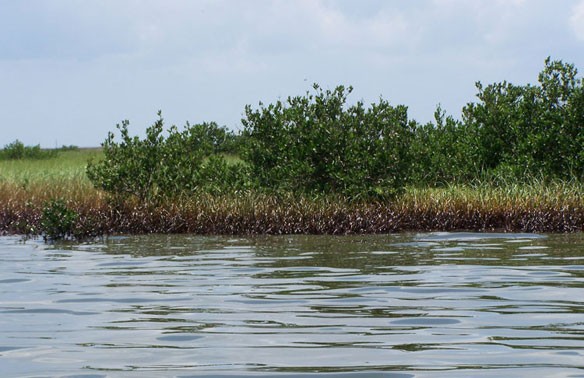 oiled-marsh