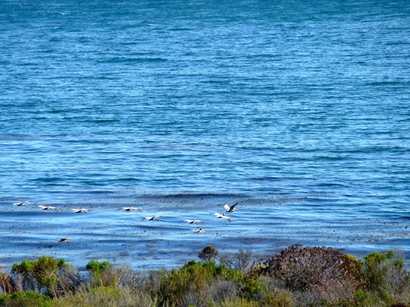refugio-oil-spill-cc