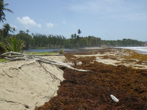 Fig.-9-scarped-upper-beach-and-sargassum
