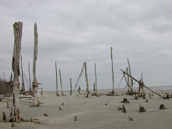 bull-island