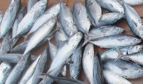 mackerel