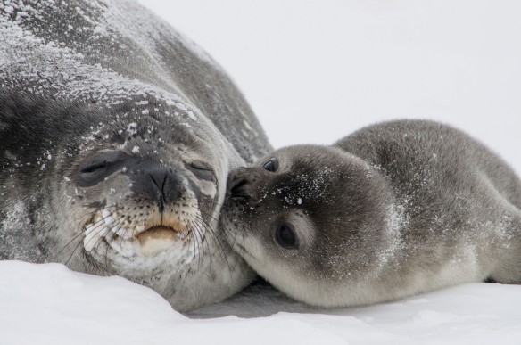 seal-pup-kiss