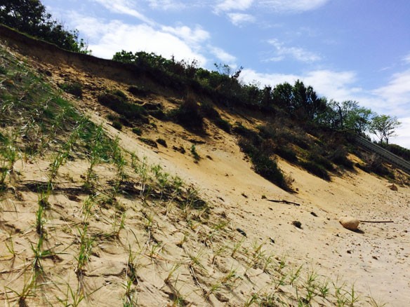 coastal-restoration-vegetation