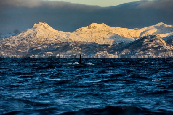 killer-whales