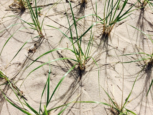 coastal-restoration