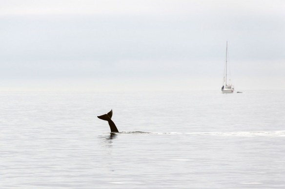 orca