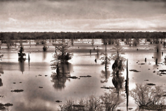 bayou