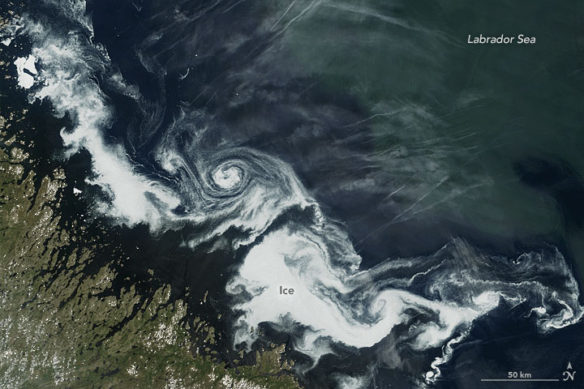 labrador-swirl-ice